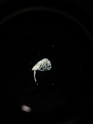  ( - BGE_00519_D05)  @11 [ ] Attribution Non-Commercial Share-Alike (by-nc-sa) (2013) Marko Lukic Croatian Biospeleological Society, Zagreb