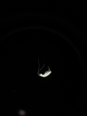  (Tritomurus sp. Kar - BGE_00519_D10)  @11 [ ] Attribution Non-Commercial Share-Alike (by-nc-sa) (2013) Marko Lukic Croatian Biospeleological Society, Zagreb