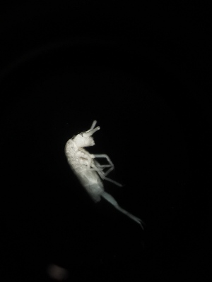  (Tritomurus sp. Puz - BGE_00519_E01)  @11 [ ] Attribution Non-Commercial Share-Alike (by-nc-sa) (2013) Marko Lukic Croatian Biospeleological Society, Zagreb