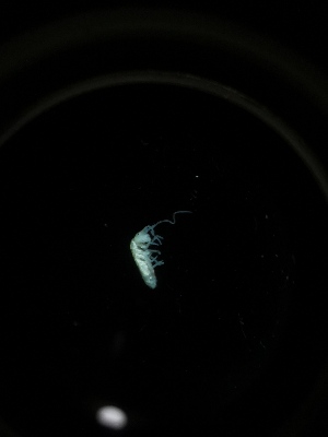 ( - BGE_00519_E07)  @11 [ ] Attribution Non-Commercial Share-Alike (by-nc-sa) (2013) Marko Lukic Croatian Biospeleological Society, Zagreb