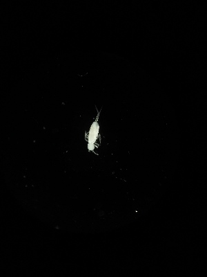  ( - BGE_00522_A05)  @11 [ ] Attribution Non-Commercial Share-Alike (by-nc-sa) (2013) Marko Lukic Croatian Biospeleological Society, Zagreb