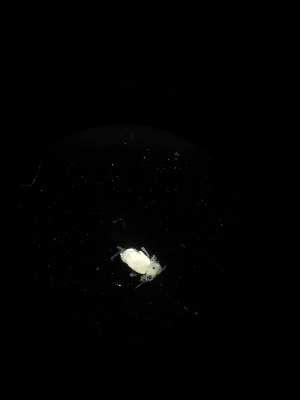  (Disparrhopalites sp. Sip - BGE_00522_D11)  @11 [ ] Attribution Non-Commercial Share-Alike (by-nc-sa) (2013) Marko Lukic Croatian Biospeleological Society, Zagreb
