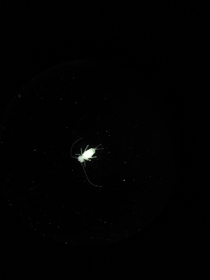  (Disparrhopalites sp. Mac - BGE_00522_E02)  @11 [ ] Attribution Non-Commercial Share-Alike (by-nc-sa) (2013) Marko Lukic Croatian Biospeleological Society, Zagreb