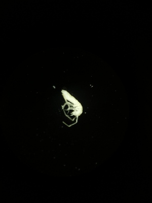  (Isotomurus sp. Keb - BGE_00522_E05)  @11 [ ] Attribution Non-Commercial Share-Alike (by-nc-sa) (2013) Marko Lukic Croatian Biospeleological Society, Zagreb