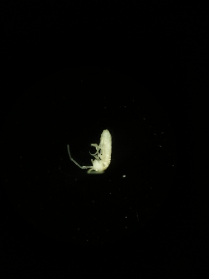  ( - BGE_00522_E06)  @11 [ ] Attribution Non-Commercial Share-Alike (by-nc-sa) (2013) Marko Lukic Croatian Biospeleological Society, Zagreb