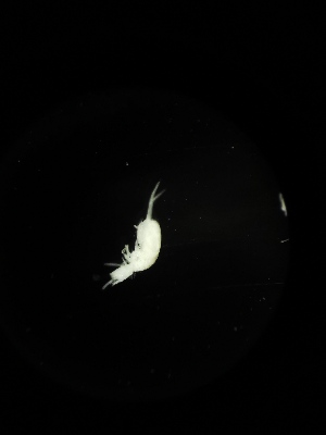  ( - BGE_00522_F05)  @11 [ ] Attribution Non-Commercial Share-Alike (by-nc-sa) (2013) Marko Lukic Croatian Biospeleological Society, Zagreb