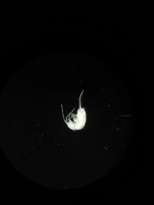  ( - BGE_00522_H09)  @11 [ ] Attribution Non-Commercial Share-Alike (by-nc-sa) (2013) Marko Lukic Croatian Biospeleological Society, Zagreb