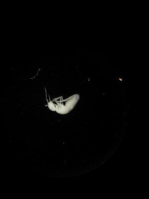  ( - BGE_00523_D05)  @11 [ ] Attribution Non-Commercial Share-Alike (by-nc-sa) (2013) Marko Lukic Croatian Biospeleological Society, Zagreb