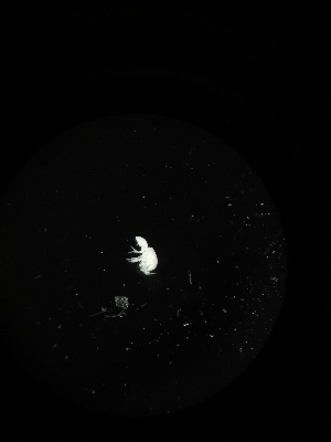  ( - BGE_00523_D12)  @11 [ ] Attribution Non-Commercial Share-Alike (by-nc-sa) (2013) Marko Lukic Croatian Biospeleological Society, Zagreb