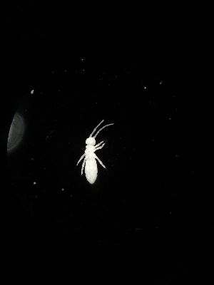  (Isotomurus sp. P4 - BGE_00524_A11)  @11 [ ] Attribution Non-Commercial Share-Alike (by-nc-sa) (2013) Marko Lukic Croatian Biospeleological Society, Zagreb
