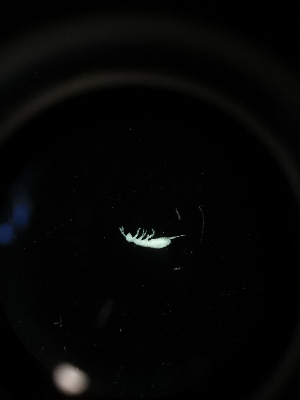  (Parisotoma sp. Luk - BGE_00524_G01)  @11 [ ] Attribution Non-Commercial Share-Alike (by-nc-sa) (2013) Marko Lukic Croatian Biospeleological Society, Zagreb