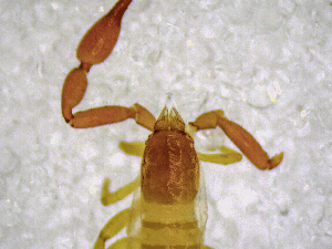  (Garypinidae - BGE_00503_C10)  @11 [ ] Copyright (2024) Unspecified Croatian Biospeleological Society
