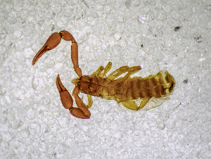  ( - BGE_00503_C11)  @11 [ ] Copyright (2024) Unspecified Croatian Biospeleological Society
