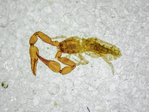  (Acanthocreagris microphthalma - BGE_00503_E03)  @11 [ ] Copyright (2024) Unspecified Croatian Biospeleological Society