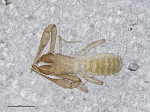  (Chthonius cf. pristani - BGE_00503_H03)  @11 [ ] Copyright (2024) Unspecified Croatian Biospeleological Society