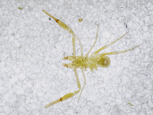  (Chthonius cf. magnificus - BGE_00504_D10)  @11 [ ] Copyright (2024) Unspecified Croatian Biospeleological Society