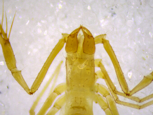 (Troglochthonius doratodactylus GP - BGE_00505_A01)  @11 [ ] Copyright (2024) Unspecified Croatian Biospeleological Society