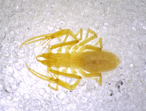  (Troglochthonius doratodactylus GB - BGE_00505_A03)  @11 [ ] Copyright (2024) Unspecified Croatian Biospeleological Society