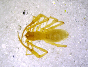  (Troglochthonius doratodactylus SJ - BGE_00505_A06)  @11 [ ] Copyright (2024) Unspecified Croatian Biospeleological Society