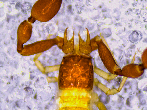  ( - BGE_00505_C10)  @11 [ ] Copyright (2024) Unspecified Croatian Biospeleological Society