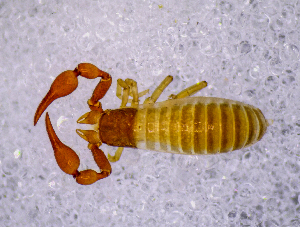  ( - BGE_00505_C03)  @11 [ ] Copyright (2024) Unspecified Croatian Biospeleological Society