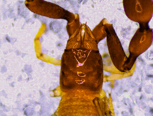  ( - BGE_00505_C07)  @11 [ ] Copyright (2024) Unspecified Croatian Biospeleological Society