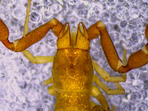  (Roncus cf. tuberculatus - BGE_00505_E07)  @11 [ ] Copyright (2024) Unspecified Croatian Biospeleological Society