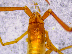  ( - BGE_00505_F01)  @11 [ ] Copyright (2024) Unspecified Croatian Biospeleological Society
