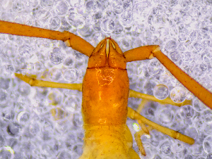  ( - BGE_00505_F04)  @11 [ ] Copyright (2024) Unspecified Croatian Biospeleological Society