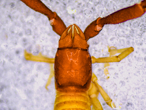  (Roncus giganteus - BGE_00505_F07)  @11 [ ] Copyright (2024) Unspecified Croatian Biospeleological Society