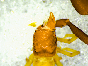  ( - BGE_00505_F08)  @11 [ ] Copyright (2024) Unspecified Croatian Biospeleological Society