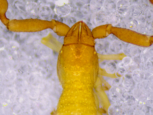  ( - BGE_00505_F10)  @11 [ ] Copyright (2024) Unspecified Croatian Biospeleological Society
