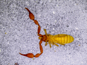  ( - BGE_00505_F11)  @11 [ ] Copyright (2024) Unspecified Croatian Biospeleological Society