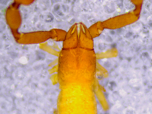  ( - BGE_00505_F12)  @11 [ ] Copyright (2024) Unspecified Croatian Biospeleological Society