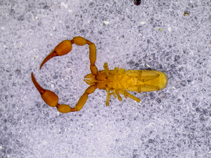  ( - BGE_00505_F12)  @11 [ ] Copyright (2024) Unspecified Croatian Biospeleological Society