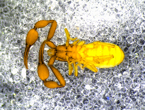  ( - BGE_00505_G05)  @11 [ ] Copyright (2024) Unspecified Croatian Biospeleological Society