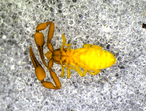  ( - BGE_00505_G07)  @11 [ ] Copyright (2024) Unspecified Croatian Biospeleological Society