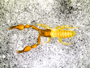  ( - BGE_00505_G09)  @11 [ ] Copyright (2024) Unspecified Croatian Biospeleological Society