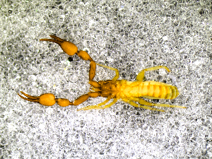  ( - BGE_00505_G09)  @11 [ ] Copyright (2024) Unspecified Croatian Biospeleological Society