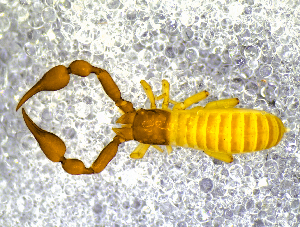  ( - BGE_00505_G10)  @11 [ ] Copyright (2024) Unspecified Croatian Biospeleological Society