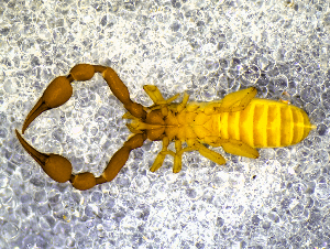  ( - BGE_00505_G10)  @11 [ ] Copyright (2024) Unspecified Croatian Biospeleological Society