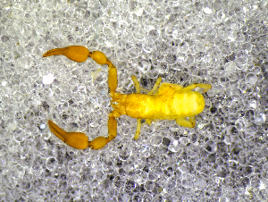  ( - BGE_00505_G11)  @11 [ ] Copyright (2024) Unspecified Croatian Biospeleological Society