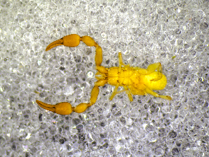  ( - BGE_00505_G11)  @11 [ ] Copyright (2024) Unspecified Croatian Biospeleological Society