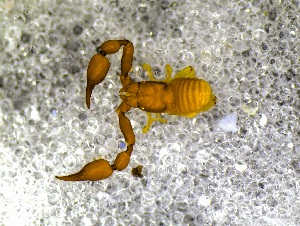  ( - BGE_00505_G12)  @11 [ ] Copyright (2024) Unspecified Croatian Biospeleological Society