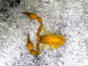  ( - BGE_00505_G12)  @11 [ ] Copyright (2024) Unspecified Croatian Biospeleological Society