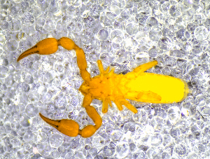  ( - BGE_00505_H01)  @11 [ ] Copyright (2024) Unspecified Croatian Biospeleological Society