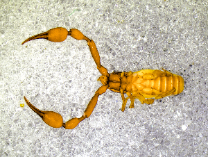  ( - BGE_00505_H02)  @11 [ ] Copyright (2024) Unspecified Croatian Biospeleological Society