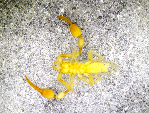  ( - BGE_00505_H07)  @11 [ ] Copyright (2024) Unspecified Croatian Biospeleological Society