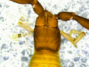 ( - BGE_00506_A02)  @11 [ ] Copyright (2024) Unspecified Croatian Biospeleological Society