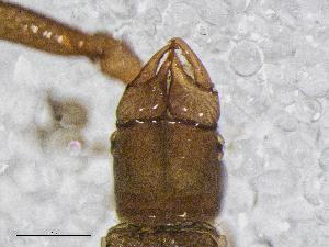  (Neobisium cf. crassifemoratum - BGE_00506_A04)  @11 [ ] Copyright (2024) Unspecified Croatian Biospeleological Society